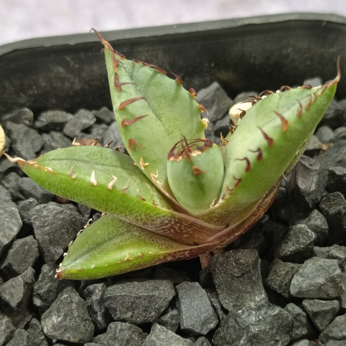 【飛竜園】R-448 特選 アガベ チタノタ 黒鯨 肉厚丸葉 陽炎 強刺 Agave titanota ‘Black Whale’ 子株 発根済_画像6