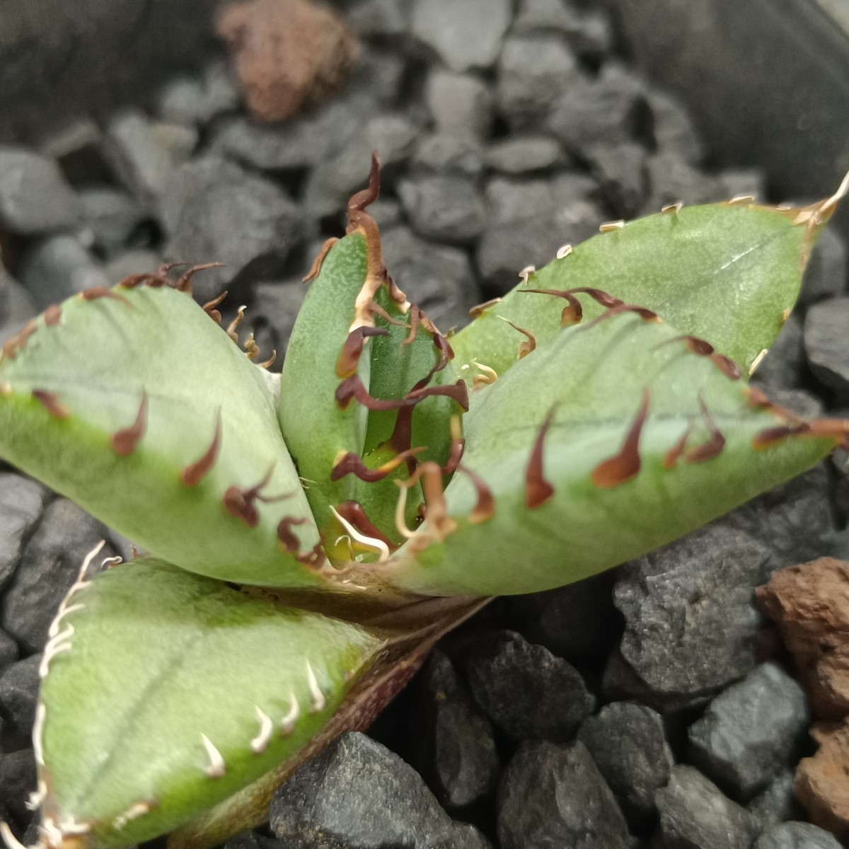 【飛竜園】R-448 特選 アガベ チタノタ 黒鯨 肉厚丸葉 陽炎 強刺 Agave titanota ‘Black Whale’ 子株 発根済_画像3