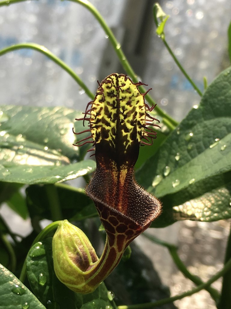 aristolochia chiquitensis アリストロキア チクイテンシス　ウマノスズクサ 塊根　観葉植物　山野草_画像1