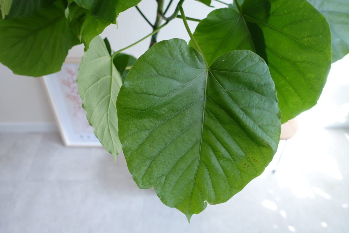 おしゃれです フィカス ウンベラータ 曲がり 美株 観葉植物 8号 おしゃれです フィカス ウンベラータ 曲がり 美株 観葉植物 8号