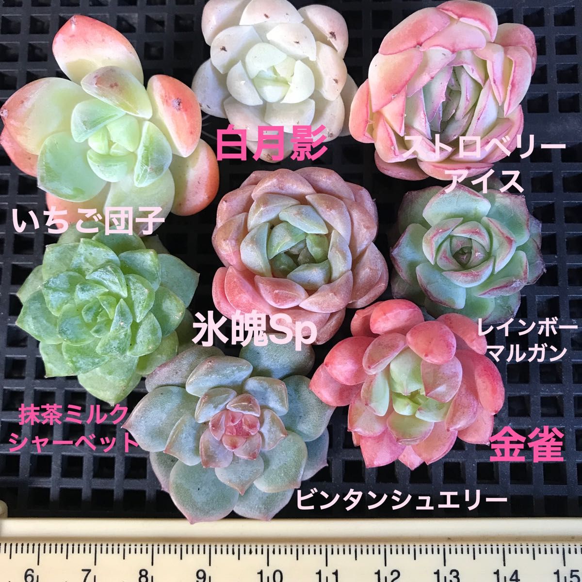 G韓国苗 多肉植物 エケベリア お得な詰め合わせセット