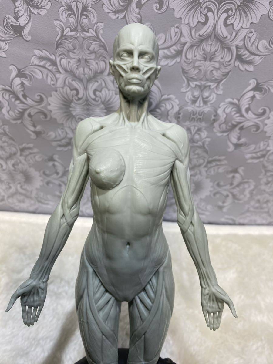 3dtotal anatomy 3点セット　（全皮女、肌肉女、平面女）人体模型_画像5