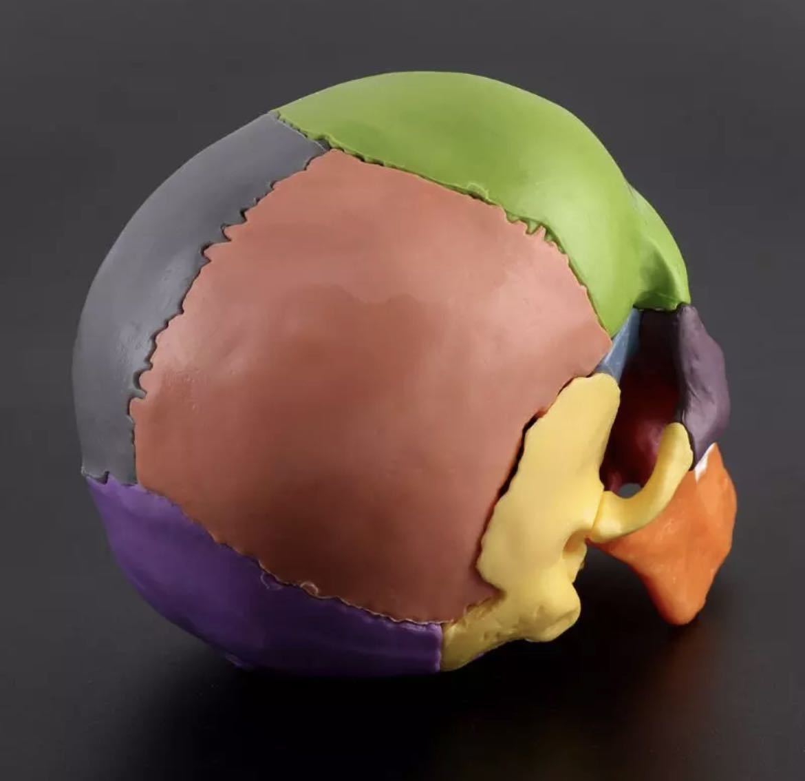 頭蓋骨分解パズル 人体模型 医療教育ツール 医療 知育玩具 おもちゃ 玩具 知育 医療 頭蓋骨 骨 パズル カラフル 680の画像3