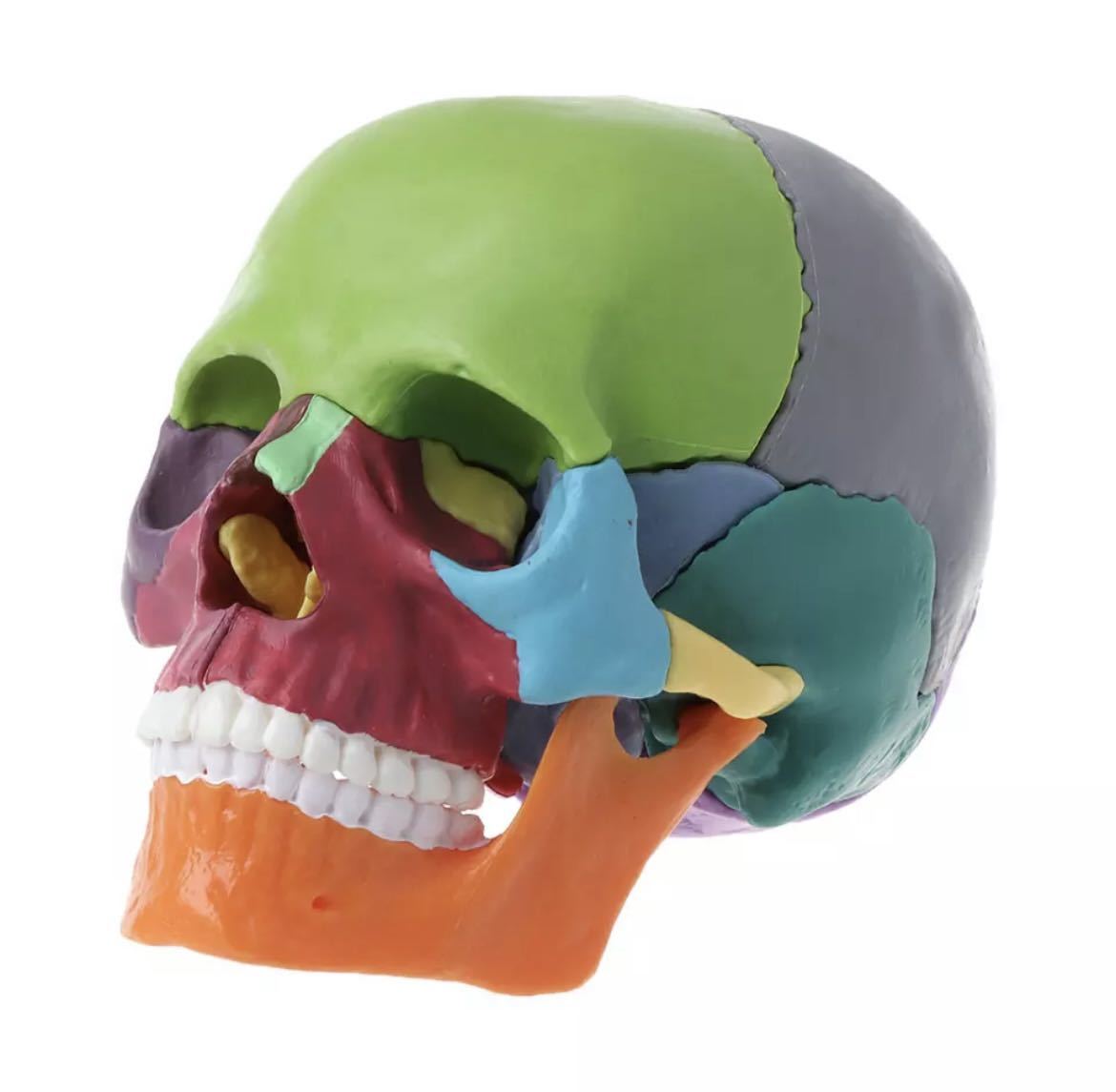 頭蓋骨分解パズル 人体模型 医療教育ツール 医療 知育玩具 おもちゃ 玩具 知育 医療 頭蓋骨 骨 パズル カラフル 680の画像1