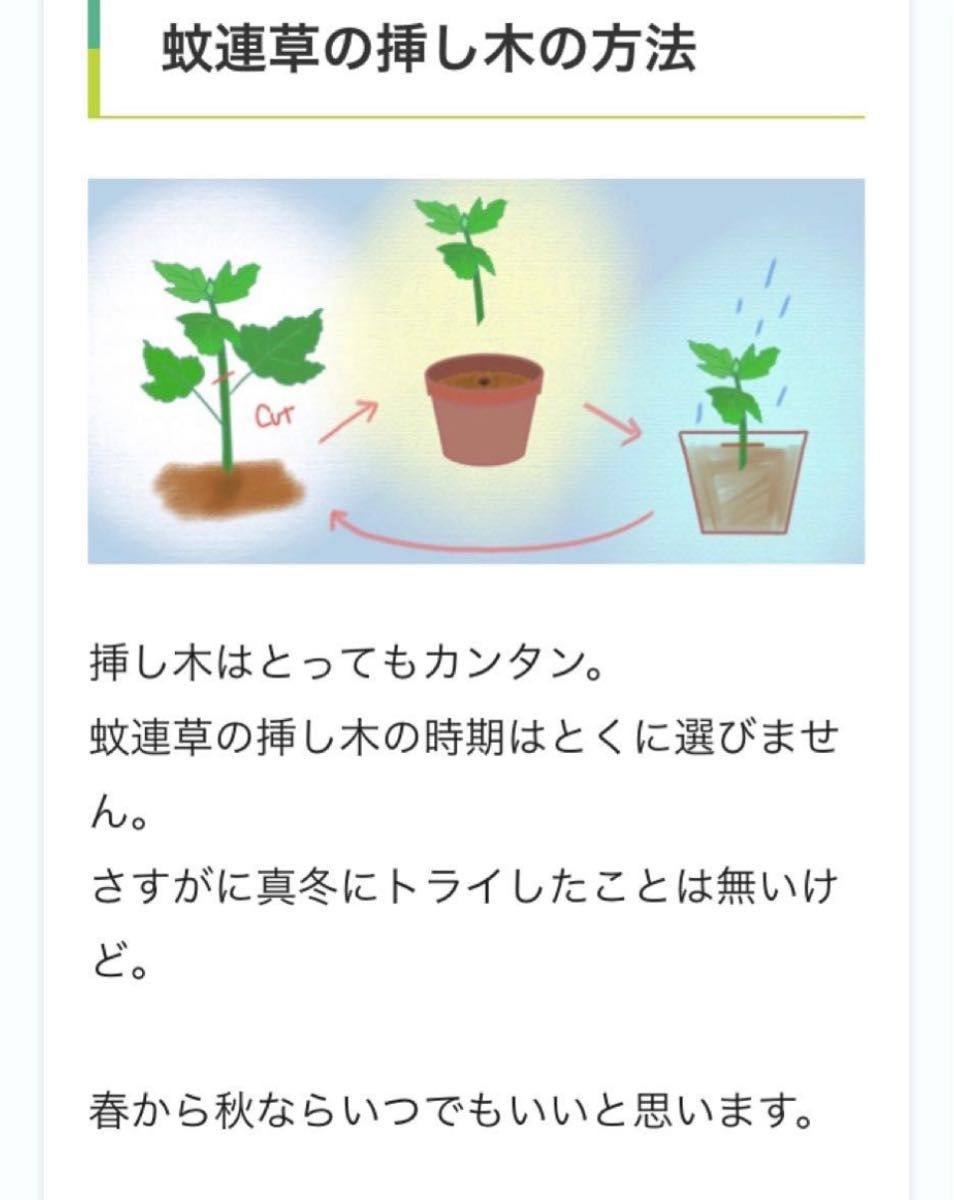 蚊取り草　ハーブゼラニュウム　挿し芽用カット約15㎝　5本　→  今ならサイズ色々　ネコポス箱いっぱい♪