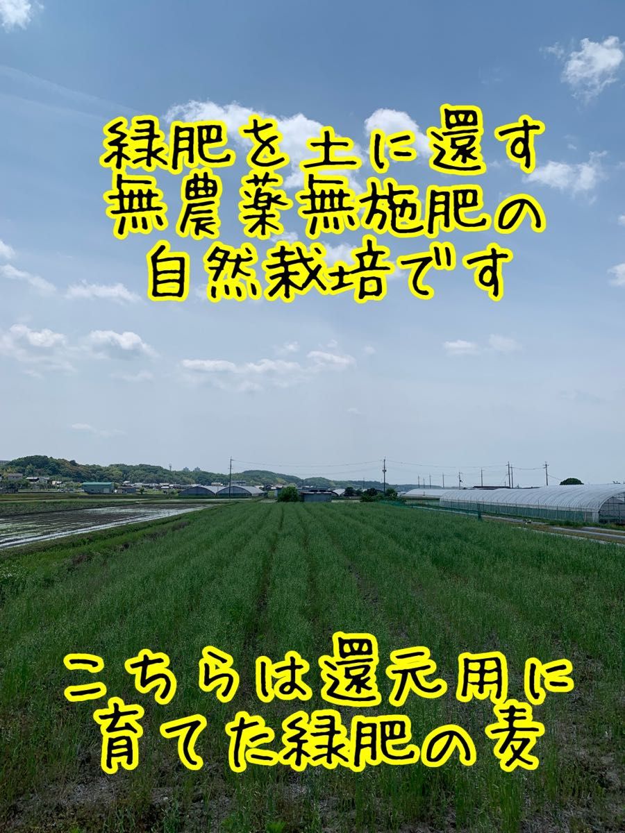 【イセヒカリ】玄米5kg 新米　令和5年度兵庫県産 無農薬無施肥の自然栽培米