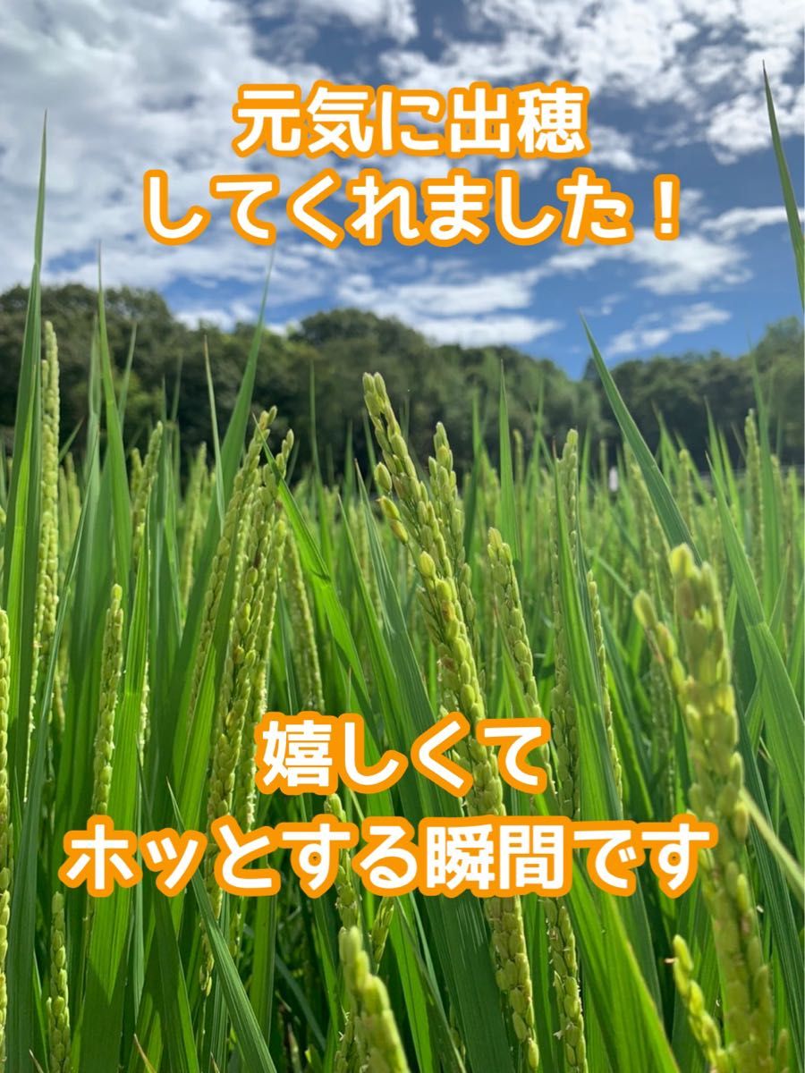 【イセヒカリ】玄米5kg 新米　令和5年度兵庫県産 無農薬無施肥の自然栽培米