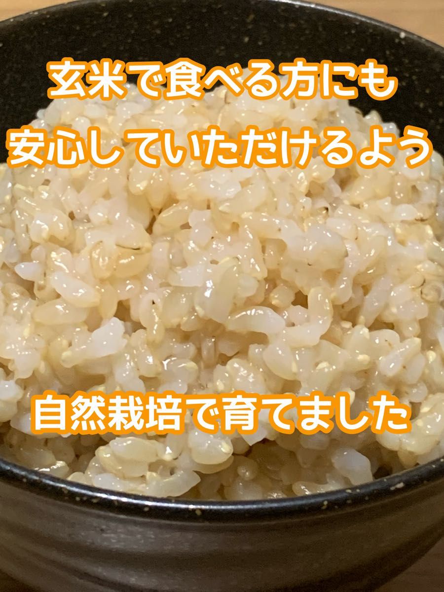 【イセヒカリ】玄米10kg 新米　令和5年度兵庫県産 無農薬無施肥の自然栽培米