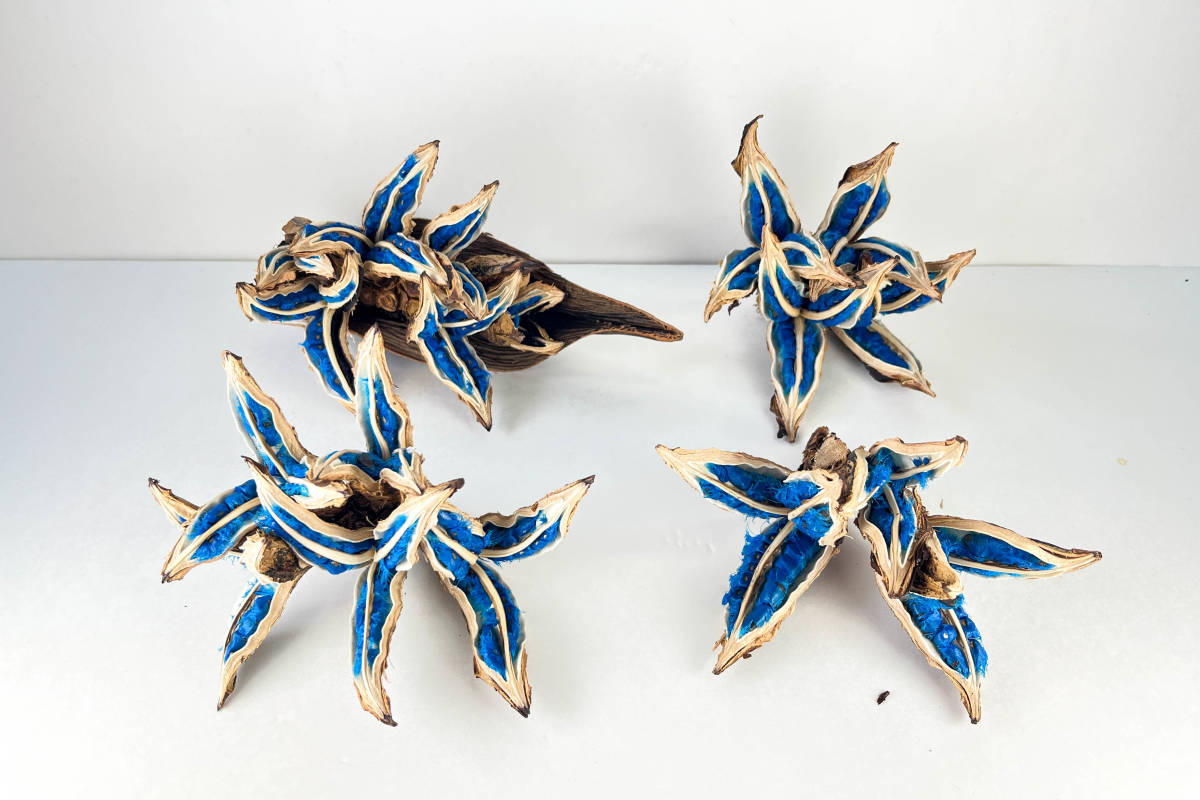 タビビトノキ 青い種 バラ 4個セット1 旅人の木 オオギバショウ 送料込の画像1