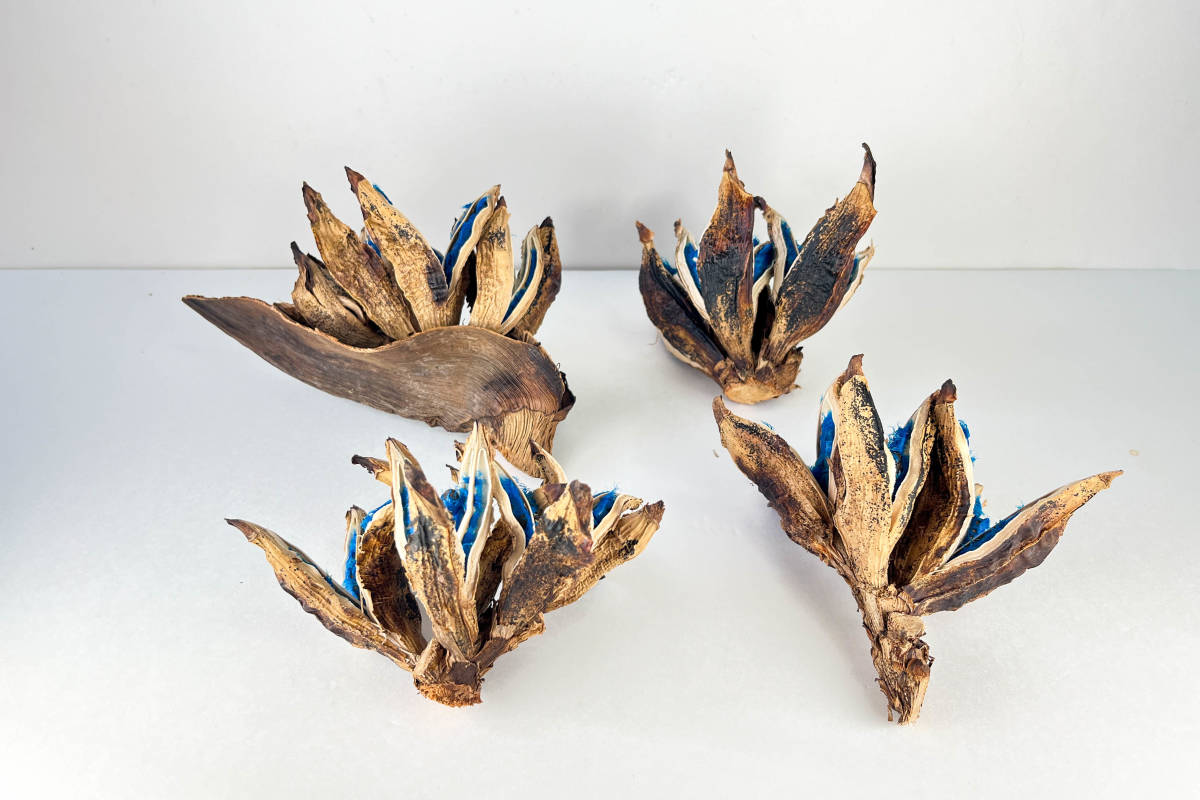 タビビトノキ 青い種 バラ 4個セット1 旅人の木 オオギバショウ 送料込の画像2