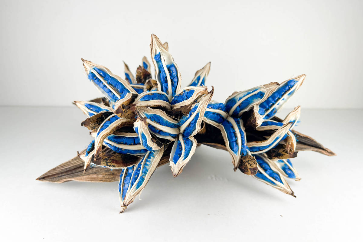 タビビトノキ 青い種 バラ 12 旅人の木 オオギバショウの画像8
