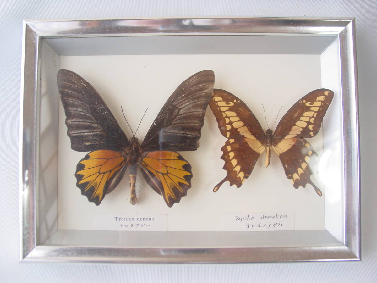 *chou butterfly butterfly specimen under age is Triodes Obi mono age is Papilio 2 head set 