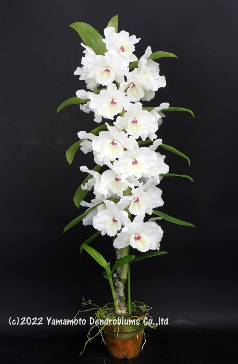 洋蘭 デンドロビューム 交配種（入賞花・純白巨大輪花）Den. Glacier ‘Ice Fall’ SM/JOGA_見本花画像です