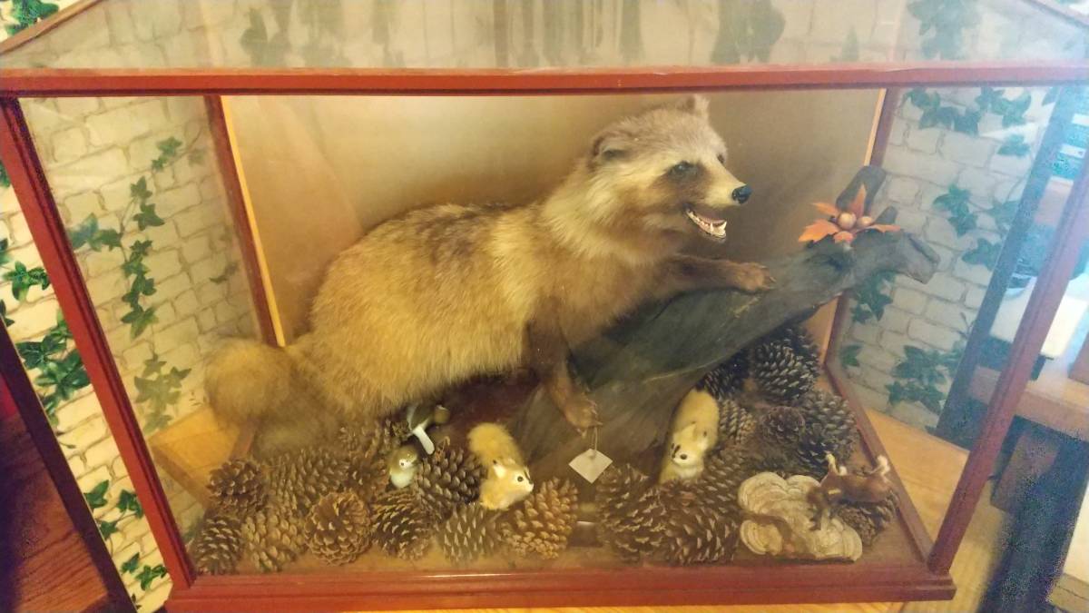狸 剥製の置物 ショーケース付き-