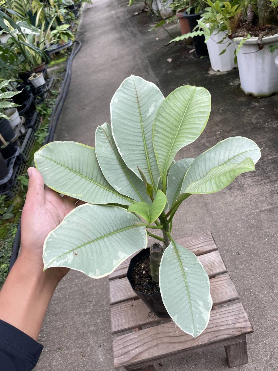 プルメリア・ルブラ・白斑　★　Plumeria Rubra White-Variegata_画像3