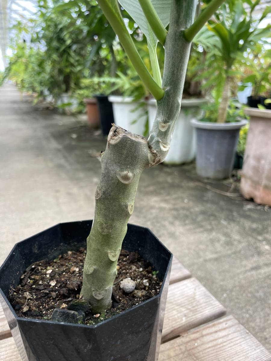 プルメリア・ルブラ・白斑　★　Plumeria Rubra White-Variegata_画像9