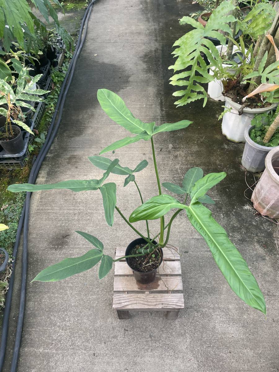 Yahoo!オークション - フィロデンドロン・フェンズリー