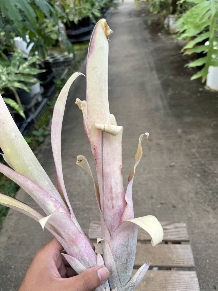 ビルベルギア・ルイーズ・スペシャル・ココ　★ Billbergia Louise Special ' Coco '_画像5