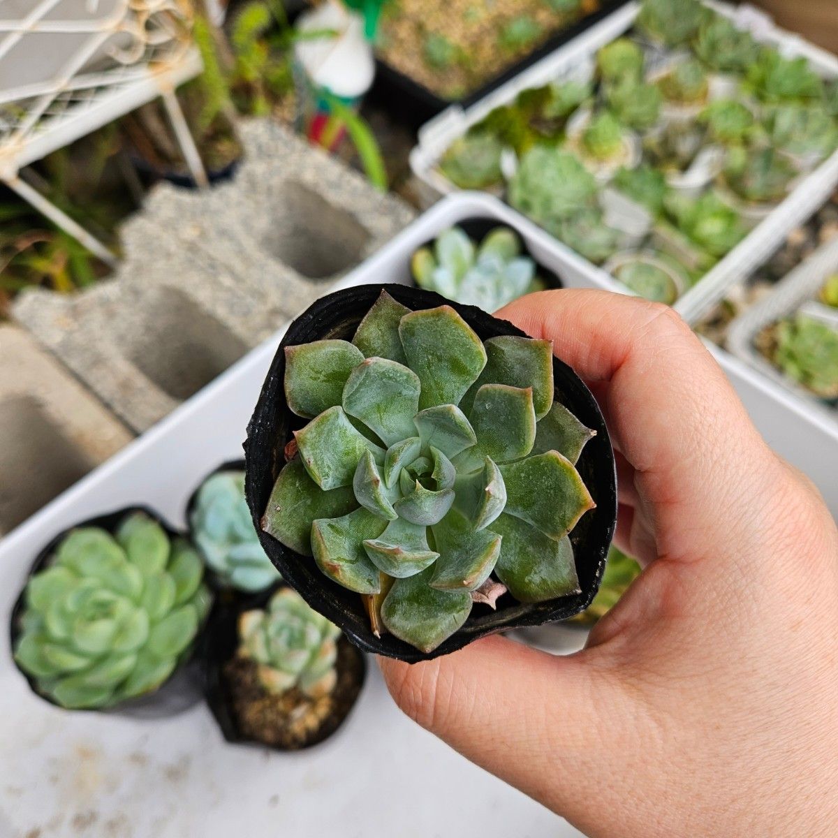 多肉植物6点セット|Yahoo!フリマ(旧PayPayフリマ)