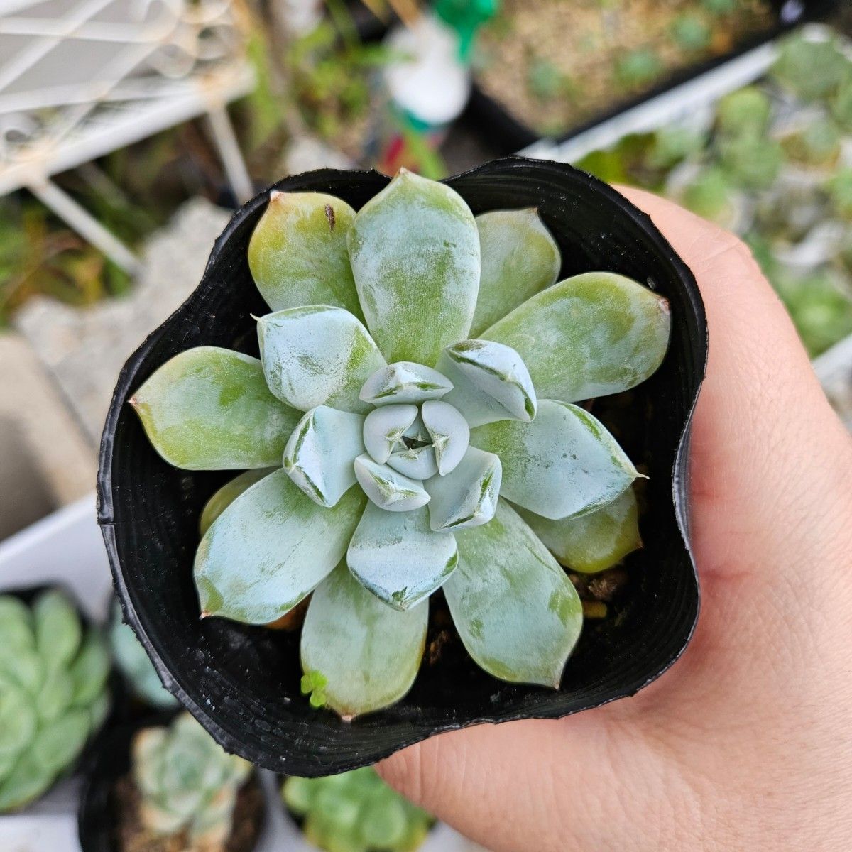 多肉植物6点セット|Yahoo!フリマ(旧PayPayフリマ)