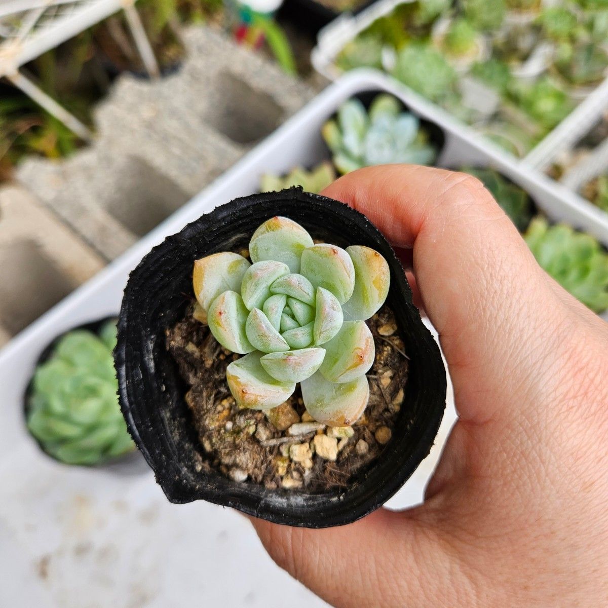 多肉植物6点セット|Yahoo!フリマ(旧PayPayフリマ)