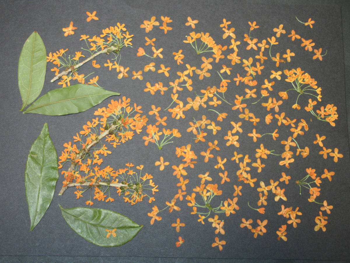  pressed flower material 4712 osmanthus 