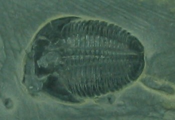 化石 三葉虫 /デボン紀　モロッコ王国産三葉虫　/ (A6三葉虫25)_画像5