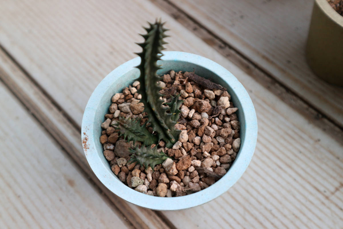 ガガイモ　フェルニア　Huernia longituba②_画像3