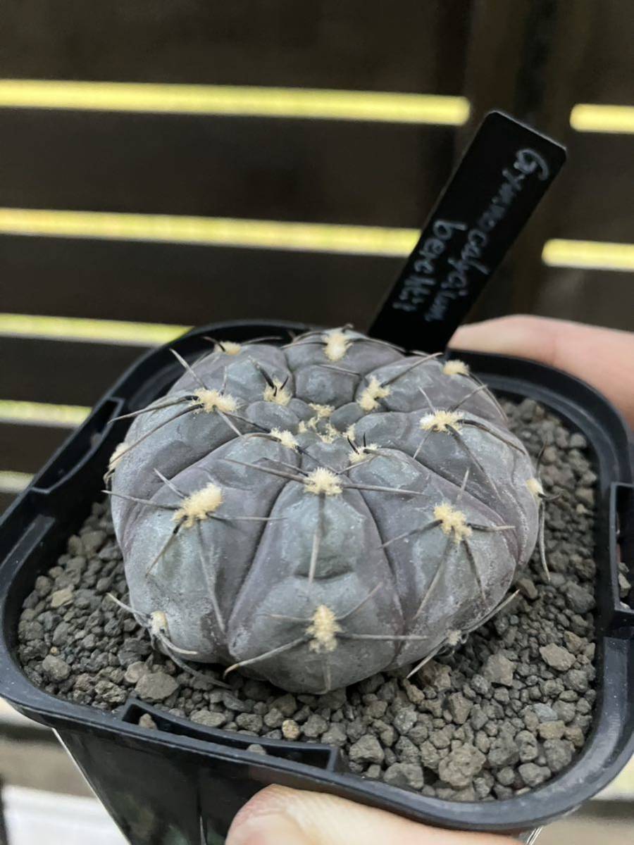 Gymnocalycium berchtii ギムノカリキウム　ベルクティー　5 サボテン_画像1