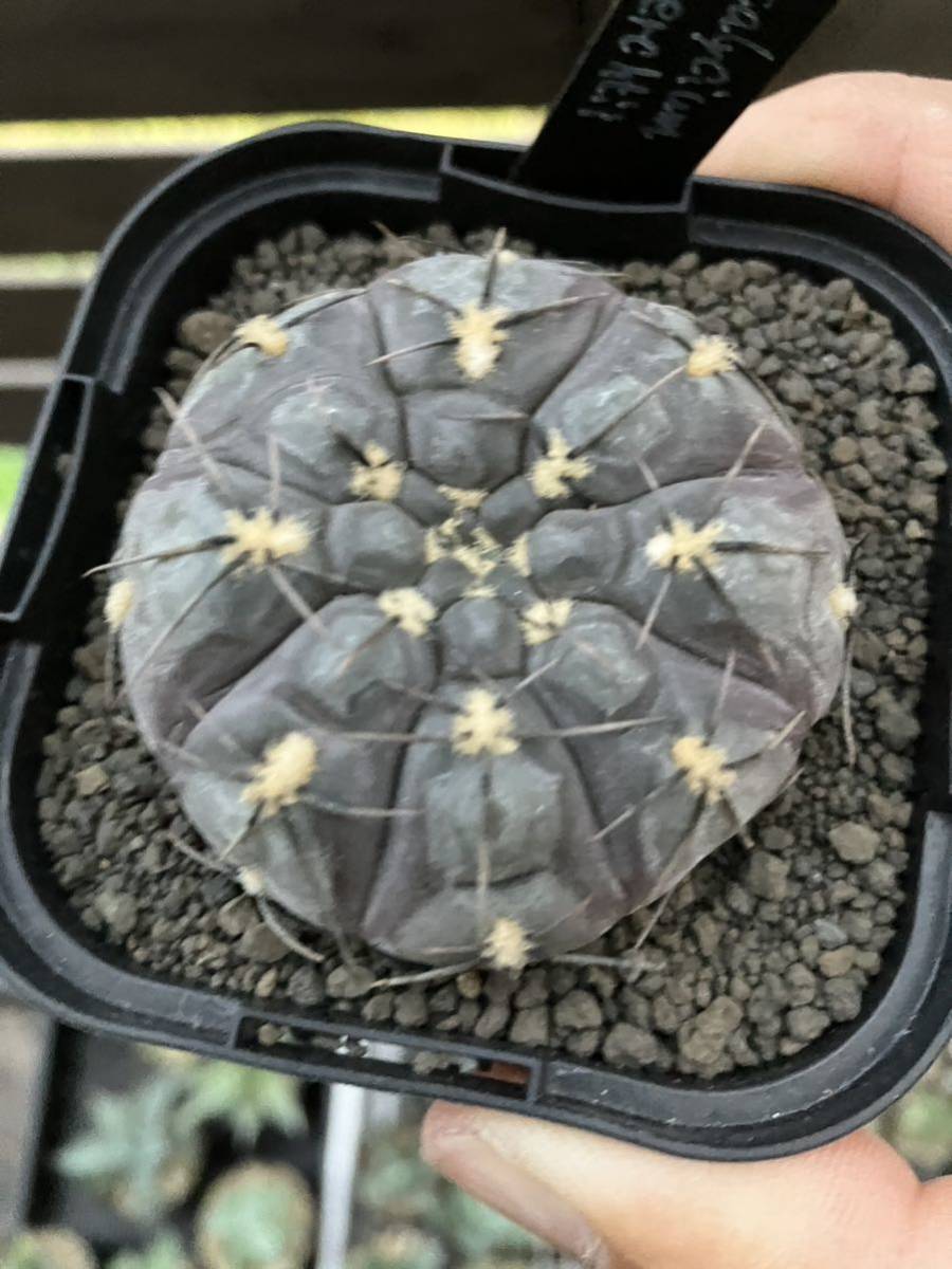 Gymnocalycium berchtii ギムノカリキウム　ベルクティー　5 サボテン_画像2