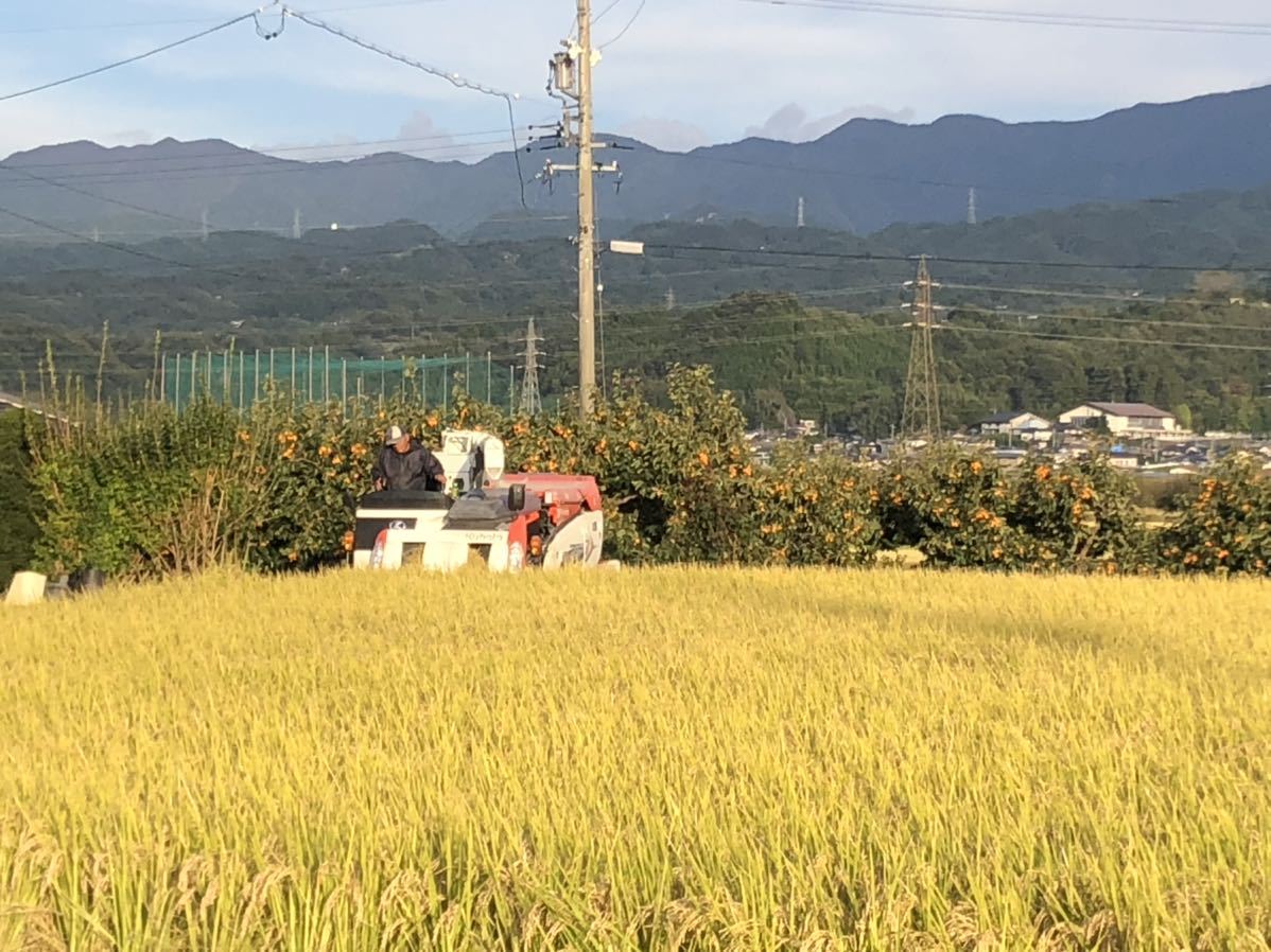  production person from direct delivery ~* new rice . peace 5 year Nagano prefecture production Koshihikari brown rice 10kgdojou, howe nen shrimp,sawagani. .. rice field ..~ one etc. rice 