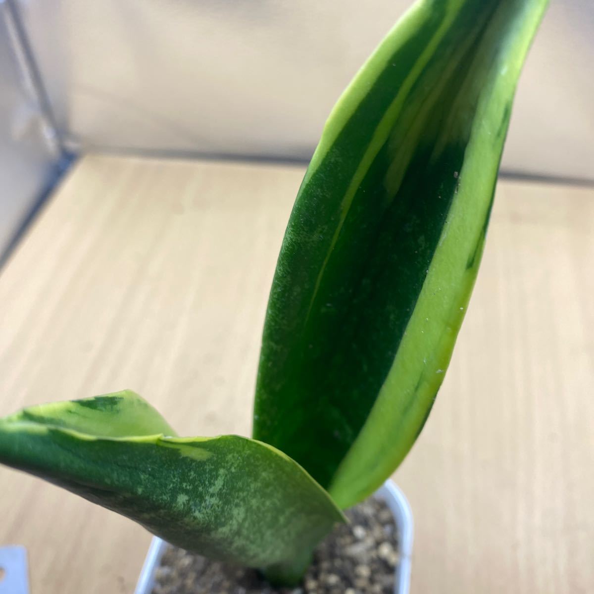 サンスベリア ゴールドフレーム　SANSEVIERIA GOLDEN FLAME 多肉植物　サンセベリア　_画像6