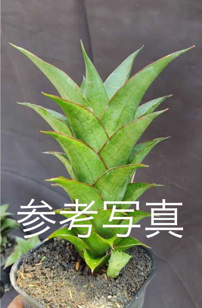 サンスベリア　(ハイブリッド) Sansevieria Hibrid pinguicula x Gabriela レアな　サンセベリア　多肉植物_画像7