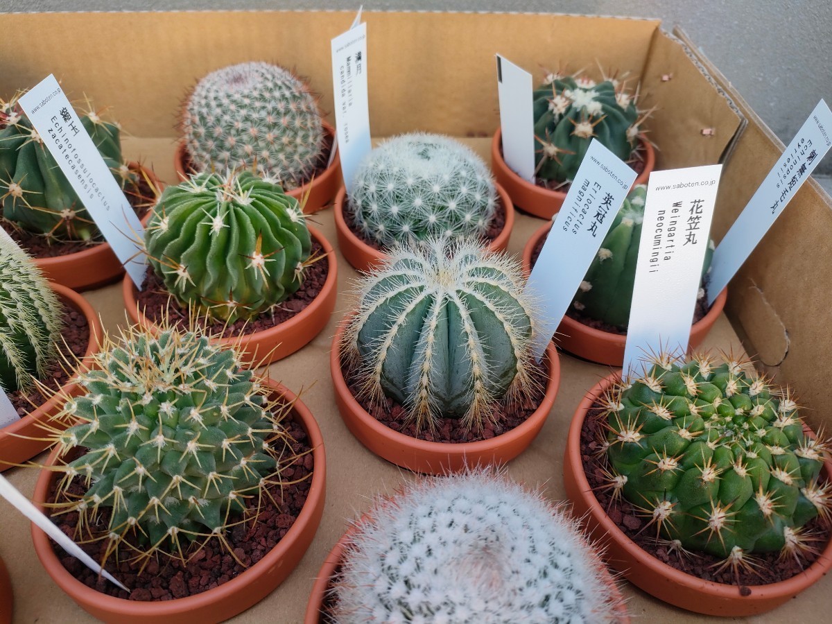XX130 多肉植物 塊根植物 サボテン 王綾波 短刺タイプ 大株 XX130 多肉植物 塊根植物 サボテン 王綾波 短刺タイプ 大株