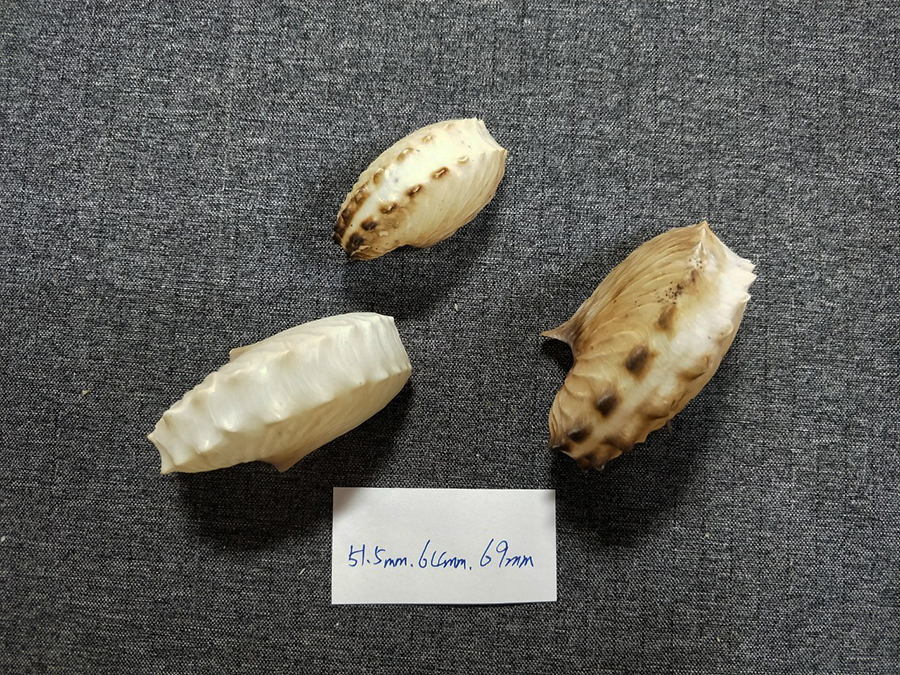 貝の標本タコブネ Argonaria hians set 3.51.5mm.64mm.69mm..nature lip _画像3