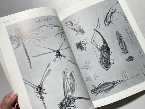Animal studies : 550 illustrations of mammals, birds, fish, and insects 洋書 グラフィックデザイン 哺乳類、鳥類、魚類、昆虫 全550点_画像5