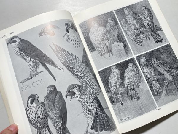 Animal studies : 550 illustrations of mammals, birds, fish, and insects 洋書 グラフィックデザイン 哺乳類、鳥類、魚類、昆虫 全550点_画像4