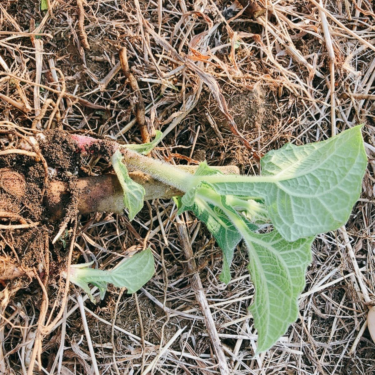 ヤーコン 芽付き種芋 タネ芋 農薬不使用 化学肥料不使用の畑