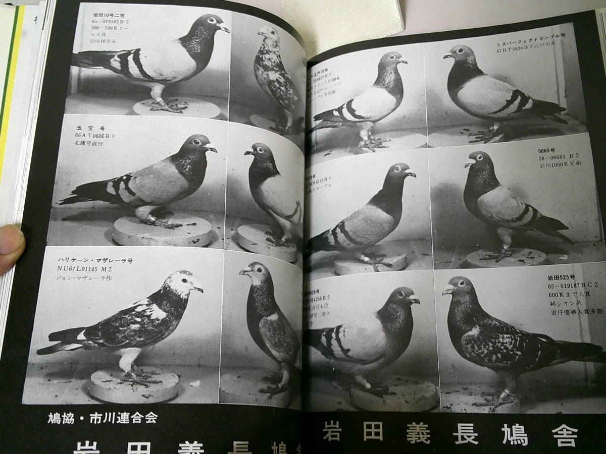 ●○　　日本銘鳩写真集　1969年版　○●_画像5