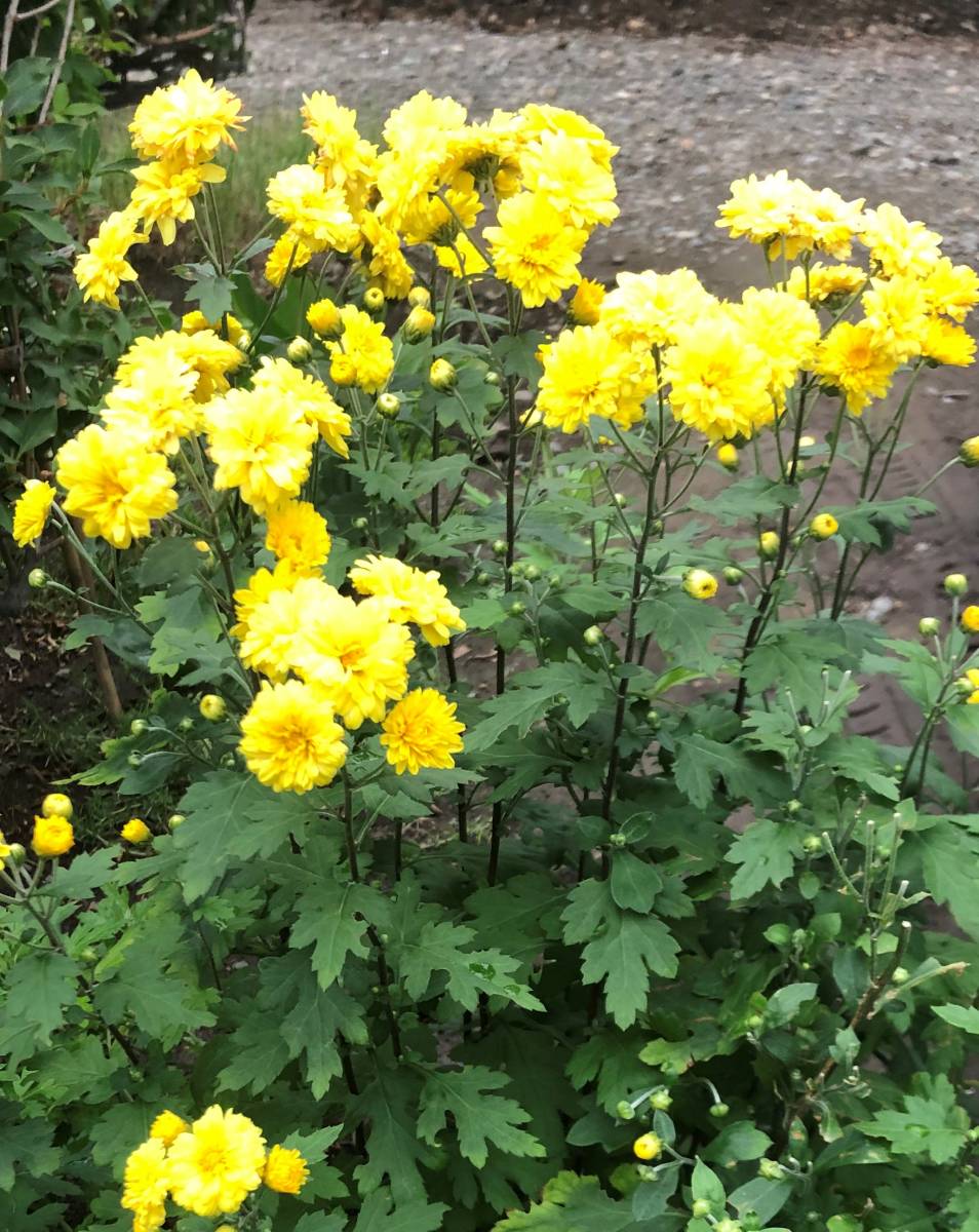 即決☆小菊☆黄色または赤色の花☆30株（球根）☆高さ30～40ｃｍ位☆耐寒性多年草_黄色小菊の花です