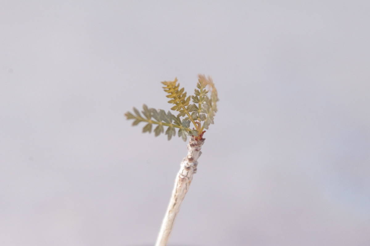 ボスウェリア　ソコトラナ　Boswellia socotrana_画像4