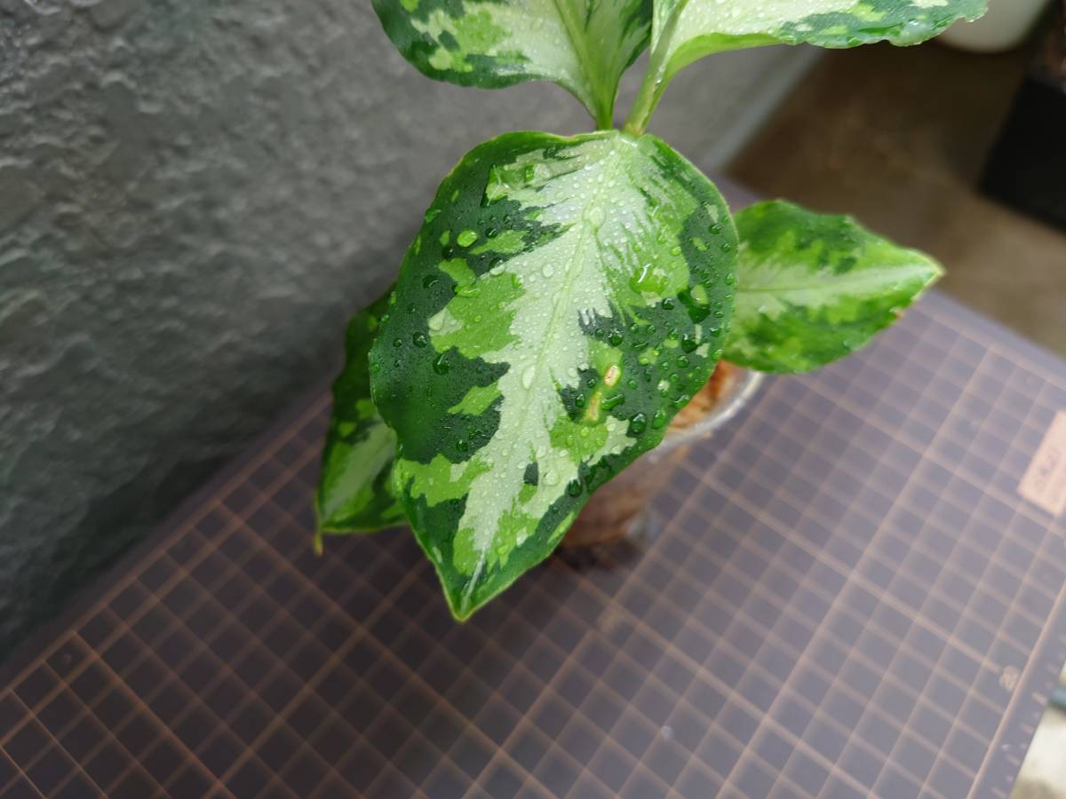 アグラオネマ ニルヴァーシュ Aglaonema pictum Tricolor NIRVASH Pulau Nias AZ便_画像4