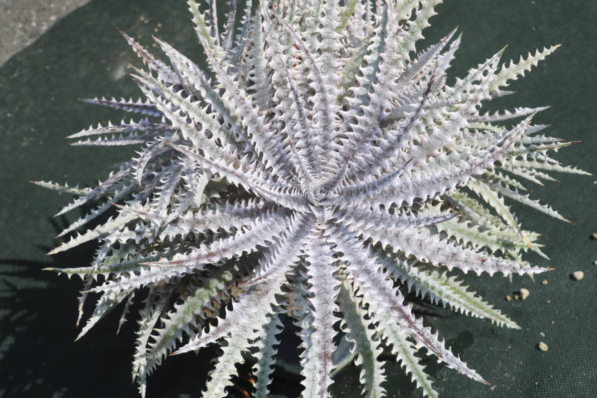 Amazonico★★★★Dyckia 'BS' × 'Muskellunge'★★★★★ブロメリア ディッキア_画像2