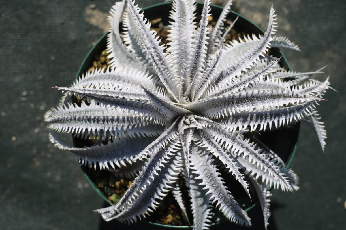 Amazonico★★★★Dyckia 'Imperial Crown' × 'Saratoga'★★★★★ブロメリア ディッキア_画像1