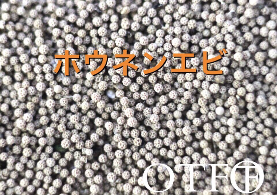 ★カブトエビの乾燥卵1パック(20個以上)＋★ホウネンエビ1カプセルの乾燥卵(約20000個)夏休み自由研究にオススメ！お得セット 休眠卵_画像5