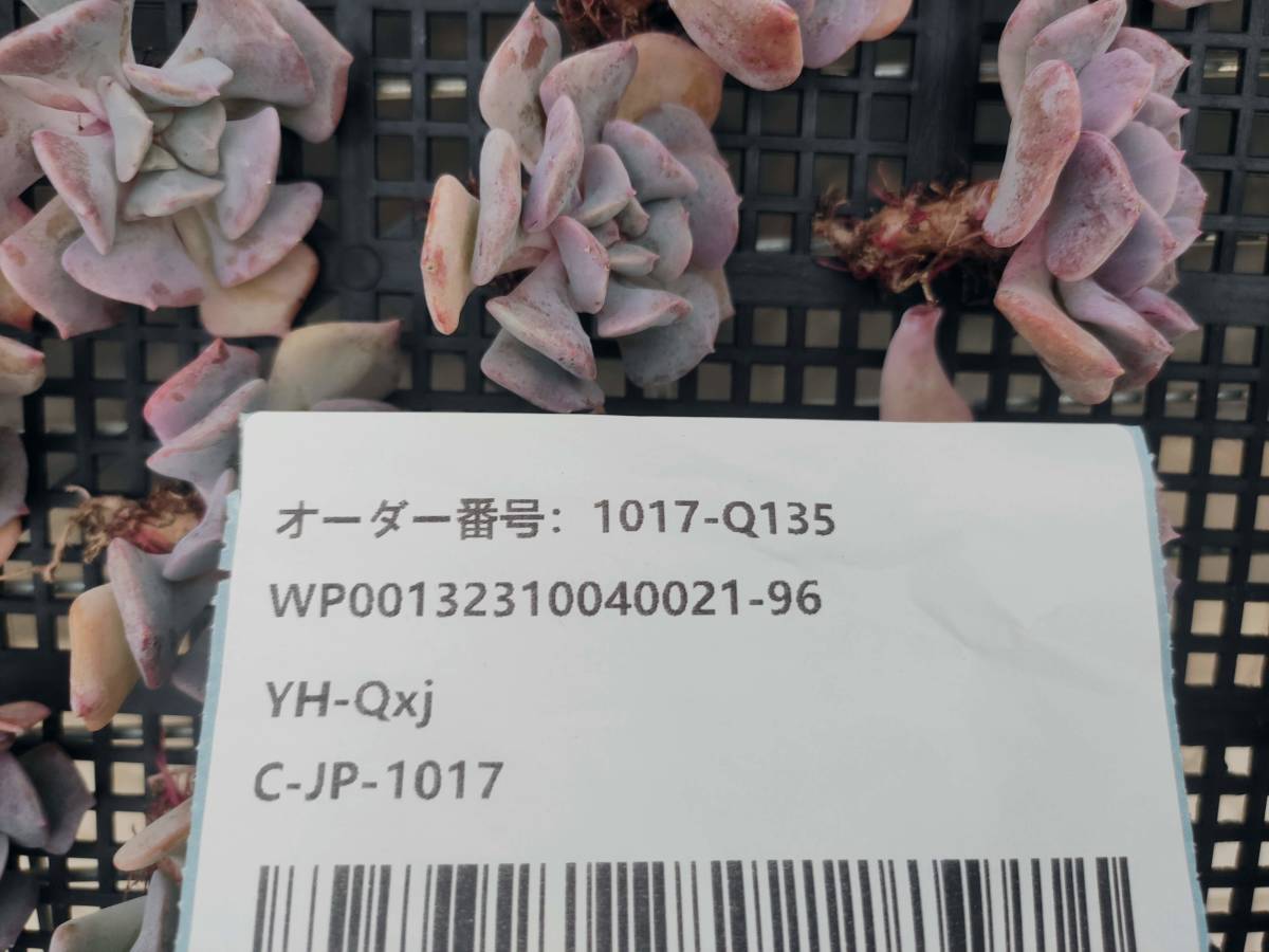 1017-Q135 エキゾチック30個 多肉植物 韓国 エケベリア　（10/20発送）_画像3