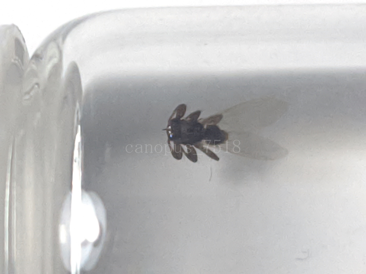 シラミバエ 翅付の２匹 標本 寄生虫 シカシラミバエ 稀少 レア 昆虫 虫_画像1