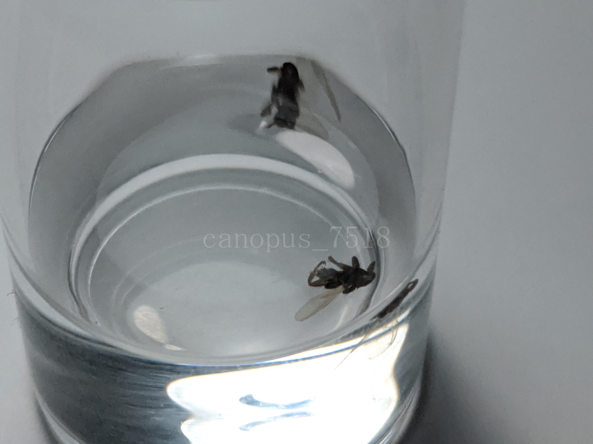 シラミバエ 翅付の２匹 標本 寄生虫 シカシラミバエ 稀少 レア 昆虫 虫_画像3