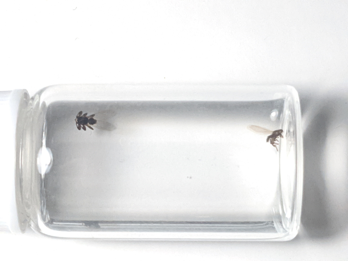 シラミバエ 翅付の２匹 標本 寄生虫 シカシラミバエ 稀少 レア 昆虫 虫_画像5