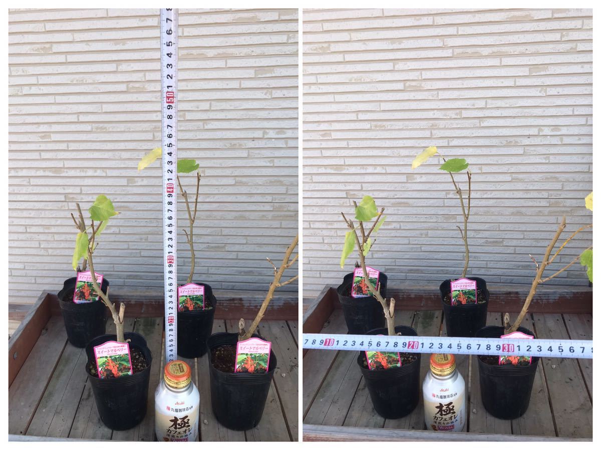 ★スイートマルベリー　苗木　落葉期のため剪定済み　4つまで送料そのまま　眼精疲労 老化防止に★_高さと幅